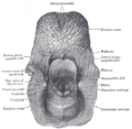 Gray's Anatomy illustration of the larynx