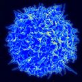 A healthy human T-cell