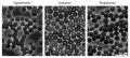 Human erythrocytes under osmotic pressure