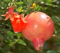 Pomegranate flower and fruit