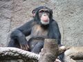 Chimpanzee in Zoo Leipzig