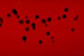 Chromobacterium violaceum on blood agar