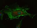 Cell (biology)
