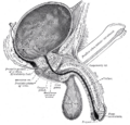 The vas deferens in relation to the bladder.