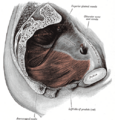 Gray's Anatomy illustration 404