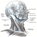 Gray's Anatomy illustration 602