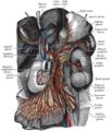 Celiac plexus