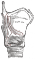 Sagittal section of the pharynx, showing the pharyngeal constrictor muscles.