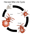 Harvest mite life cycle
