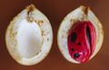 Nutmeg fruit, seed, and aril