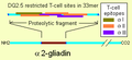 A2-gliadin 33mer