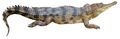 Crocodylus cataphractus