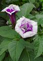 Datura