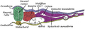 Neural tube development with color