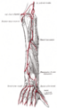 Dorsal carpal branch of the radial artery