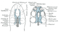 Trabecular cartilage illustration from Gray's Anatomy