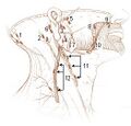 illu lymph chain01