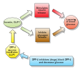 Incretins and DPP-4 inhibitors