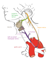 Recurrent laryngeal nerve