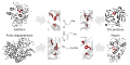 Triad convergence serine and cysteine