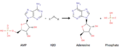 AMP to Adenosine 5'-nucleotidase catalyzed reaction