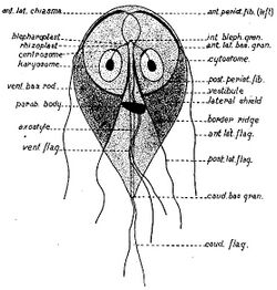 Giardia Trophozoite