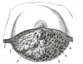 Dissected lactating breast