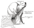 Gray's Anatomy illustration of the ileum