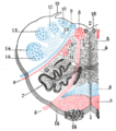 Anterior external arcuate fibers