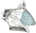 Vomer bone in the skull