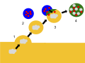 Diagram of lysosome digestion