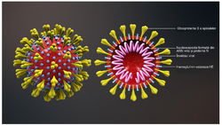 Schema of coronavirus