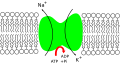 Sodium-potassium pump