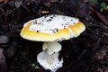 Amanita calyptroderma in Oakland