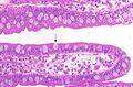 Goblet cell in the ileum