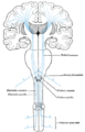 Diagram of the somatosensory pathways