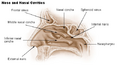 Nose and nasal cavities