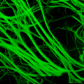 Elastic fiber