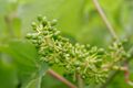Young grapes
