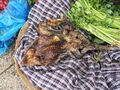 Iguana meat