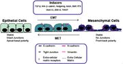 Role of EMT and MET in malignancy