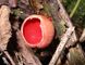Hymenium