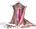 Sternohyoid muscle related to the trachea.