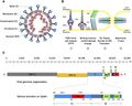 Betacoronavirus