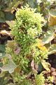 Phytoplasma