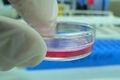 Cell culture in a tiny Petri dish