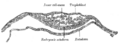 Inner cell mass