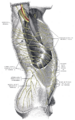 Subcostal nerve