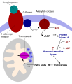 Thermogenin
