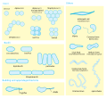 Diagram showing various bacterial morphologies